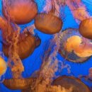 노무라입깃해파리 이미지