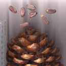 Pine cone 이미지