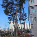 소나무부분정비 이미지