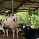 진성목장 이미지