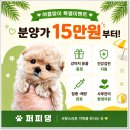 퍼피댕 강아지분양 안심분양소 청주점 말티푸미니비숑토이푸들 | 청주 강아지 분양 어떤 기준으로 선택해야 할까? 후회 없는 반려견 입양 가이드