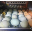 늘푸른청계농원 이미지