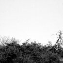 소나무풍경 이미지