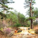 금강송통나무황토집 이미지