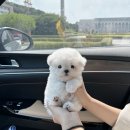 츄스타일
