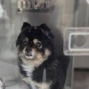 마음을 읽어주는 마음동물병원 이미지