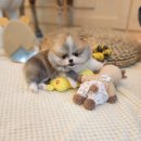 바나개 강아지 고양이 마포점 | 마포강아지분양 기대해도 돼요.
