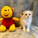 강남고양이 분양 히어로펫 | 페르시안 고양이 분양 후기 털관리와 건강 체크
