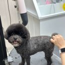 약지애견카페 이미지