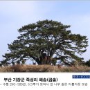 봉대산 이미지