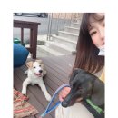 통돼지와도토리 이미지