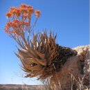 알로에(ALOE)