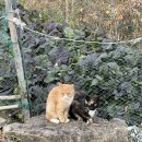 안황지역개발협의회 이미지