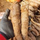 평창백덕산더덕 이미지