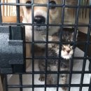 토마스동물병원 이미지