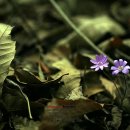 봄이네김밥 이미지