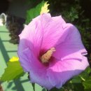 무궁화집 이미지