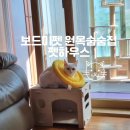 보드미펫 이미지