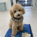 림&Doggy Salon 이미지