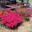 앤드퍼피 이미지