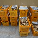 삼척송이버섯 판매 (강원도-최저가) 이미지