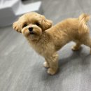 여수죽림동물병원 애견미용실 이미지