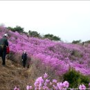 진달래 산행 (강화도 고려산)가요~ 이미지