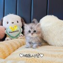 소중한 댕 | 노원구고양이분양 후기 믿고 찾은 멍냥스타!