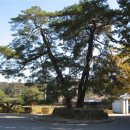 순흥의 연리지송 이미지