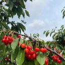 별이&체리 이미지