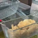 태권치킨 Daum카페