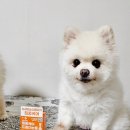 다이소추천템 찾는다면? 헬로마이펫 강아지 눈세정 인공눈물 사용 후기 강아지눈세정제 추천