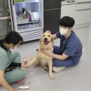 장안동물병원 | 장안구동물병원, 수의사가 반려동물을 너무 좋아하면 생기는 일