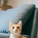 라온동물병원 이미지