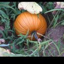 도호농장 이미지