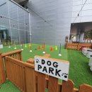 스테이펫_호텔 | 강원도 세인트존스 호텔 펫동반 객실, 스테이앤모어 숙박권 솔직 후기