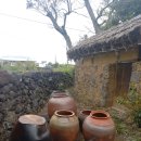 제주도유 이미지