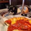 숲길 강아지 이미지