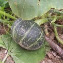 아버지농장 이미지