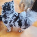 엔조이펫 이미지