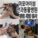 라온동물병원 | 마포동물병원 마포아이뷰안과동물병원 종합검사 후기