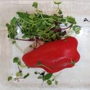 한성청과 이미지