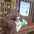 착한언니 애견살롱 이미지