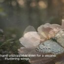 ＜Place of a white butterfly ＞ POEM: KIM SAY YOUNG, COMPOSE &amp; SONG: SUNO 이미지