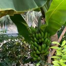 CU 포항장성중앙점 | 환호공원식물원 포항 가볼만한 곳 10m 인공폭포 있는 온실 식물원