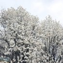 칠산서부동행정복지센터 | 김해 꽃구경 김해목련숲 포토존 가득한 목련군락지