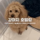 댕댕이 이쁘개 이미지