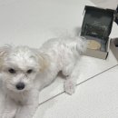오포레