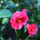 미스동백 이미지