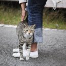행복한고양이 - 고양시 일산동구 무궁화로 32-21 | 행복한고양이